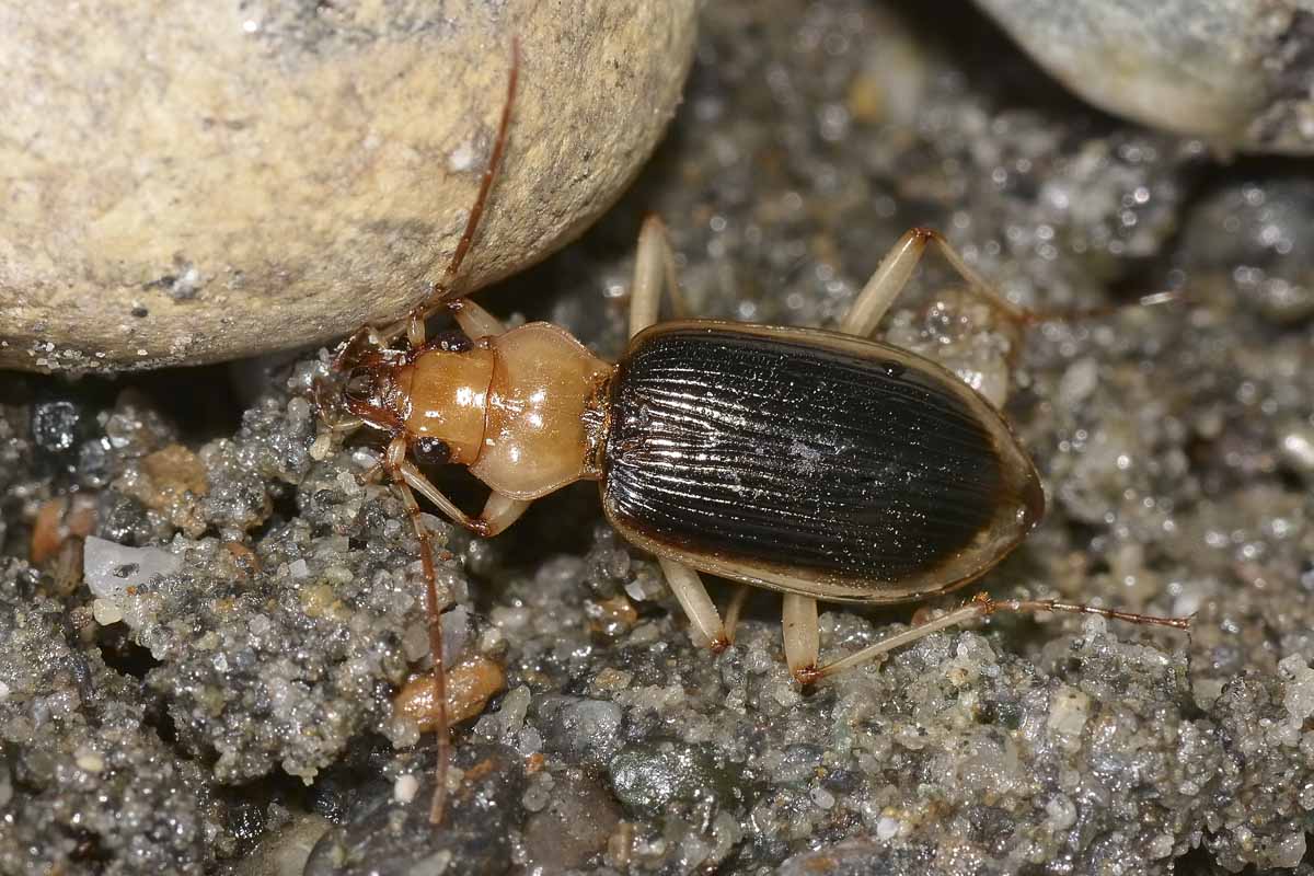 Nebria psammodes  (Carabidae) -  Avigliana (TO)